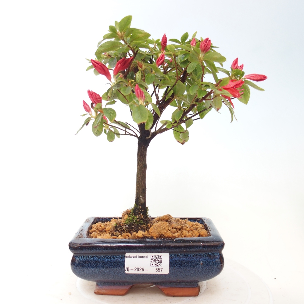Outdoor bonsai - Azalia japońska - Azalea sp.