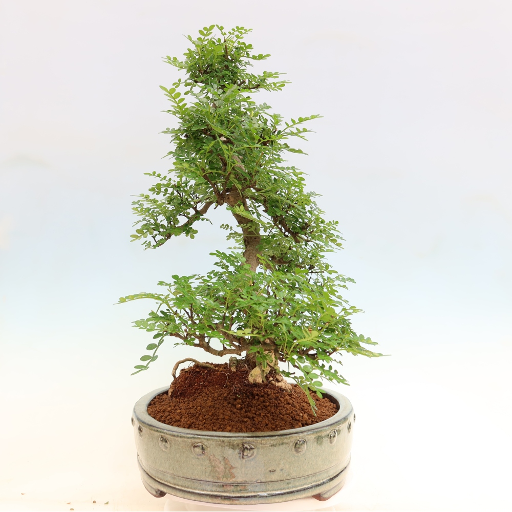 Pokój bonsai - Zantoxylum piperitum - drzewo pieprzowe