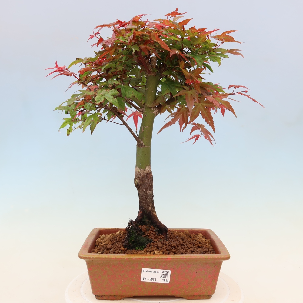 Klon pospolity - Acer palmatum Beni Tsukasa