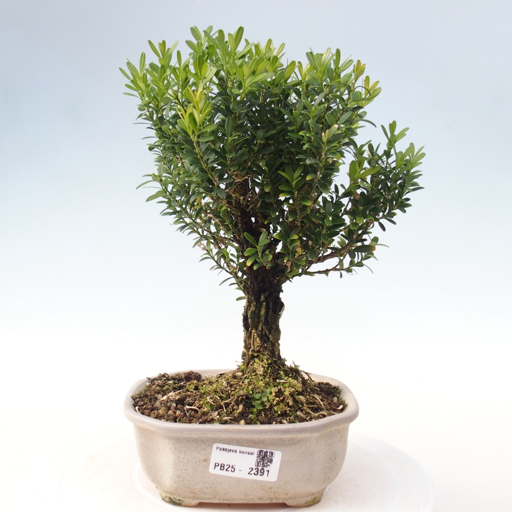 Kryty bonsai - Buxus harlandii - Bukszpan korkowy