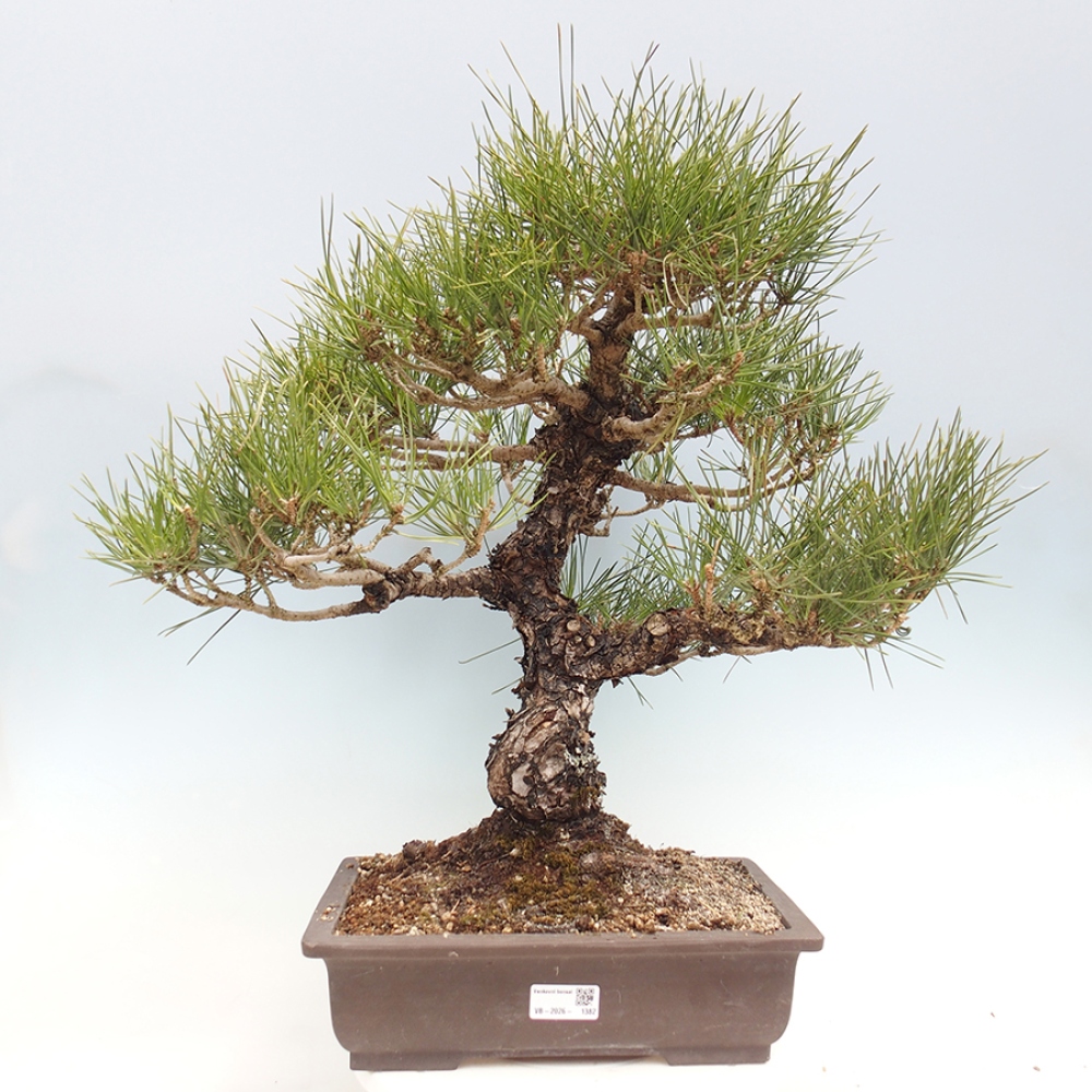 Outdoor bonsai - Pinus thunbergii - sosna Thunberga
