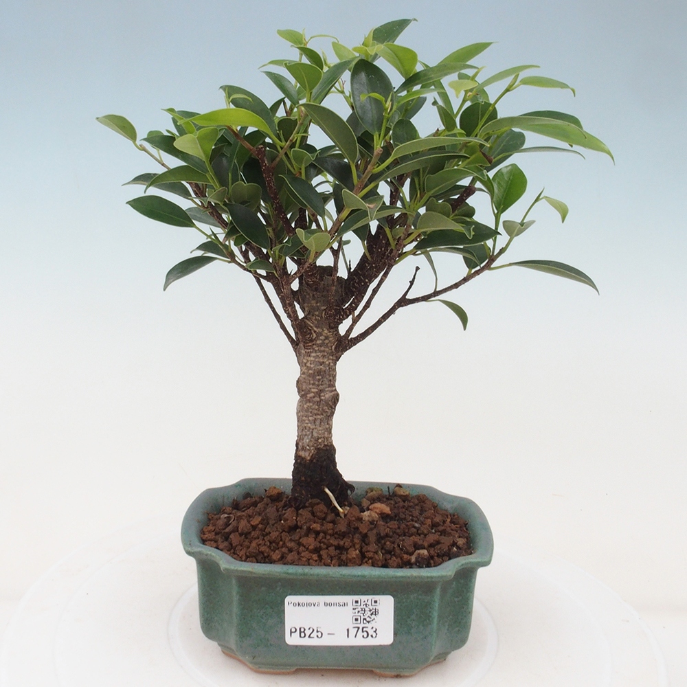 Pokojová bonsai - Ficus retusa - malolistý fíkus