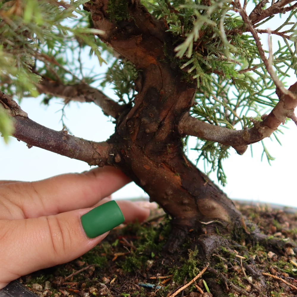 Bonsai ogrodowe – Juniperus chinensis Itoigawa – jałowiec chiński