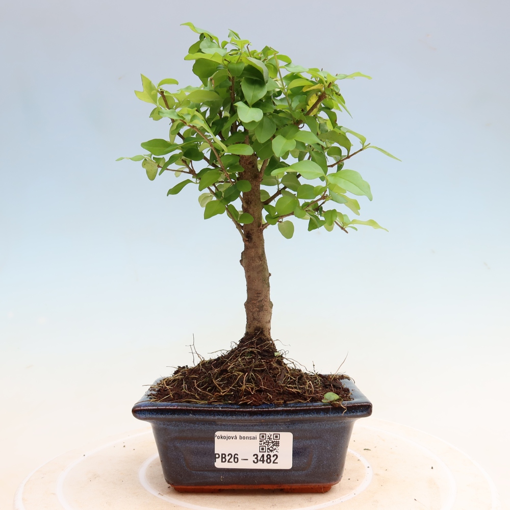 Pokój bonsai - Ligustrum chinensis - Dziób ptaka