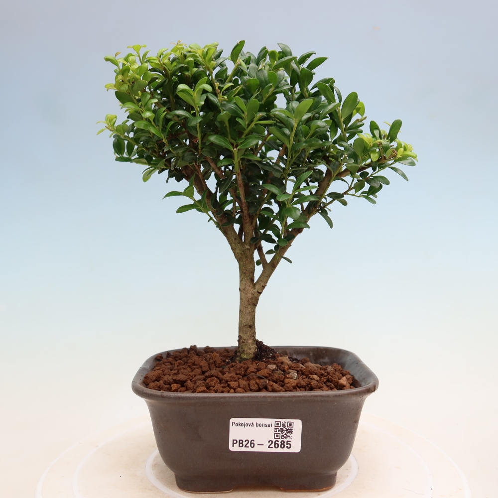 Pokój bonsai - Ilex crenata - Ostrokrzew