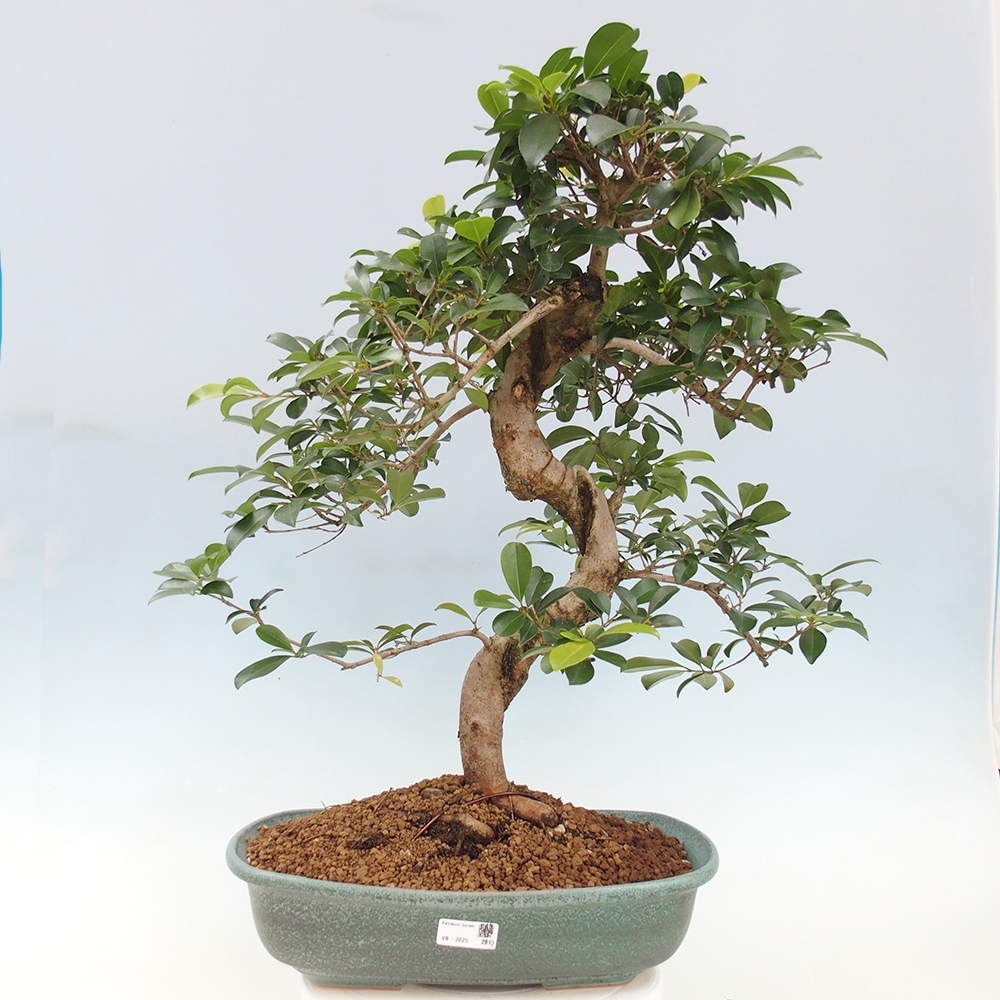 Bonsai pokojowe - Wiśnia australijska - Eugenia uniflora - WYŁĄCZNIE ODBIÓR OSOBISTY lub transport paletowy