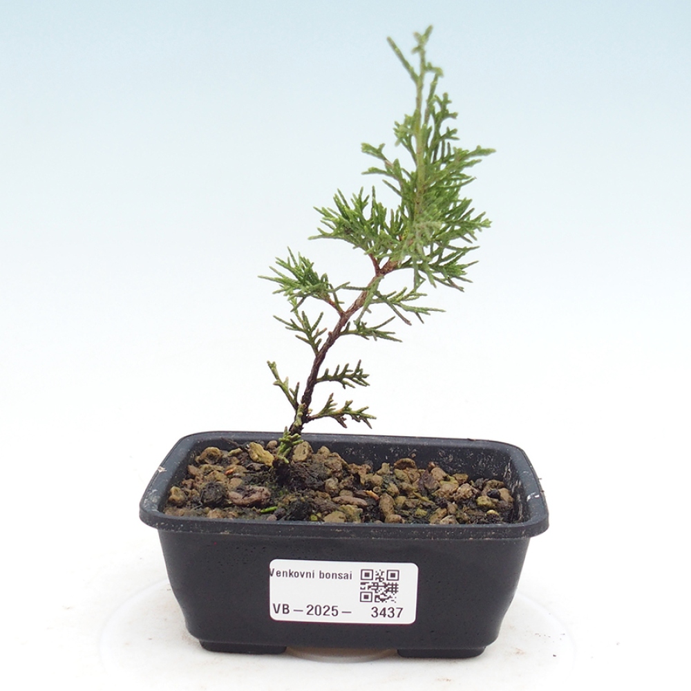 Outdoor bonsai - Juniperus chinensis Itoigawa