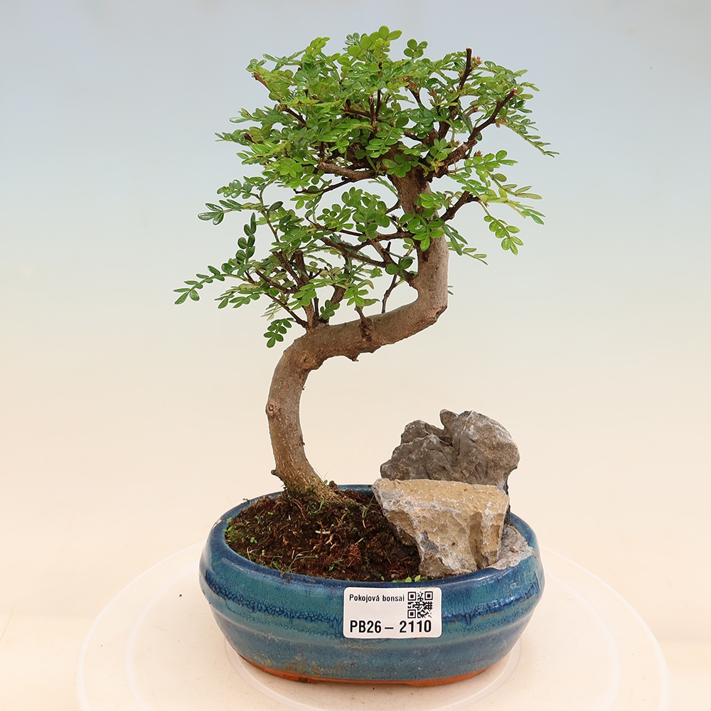 Pokój bonsai - Zantoxylum piperitum - drzewo pieprzowe