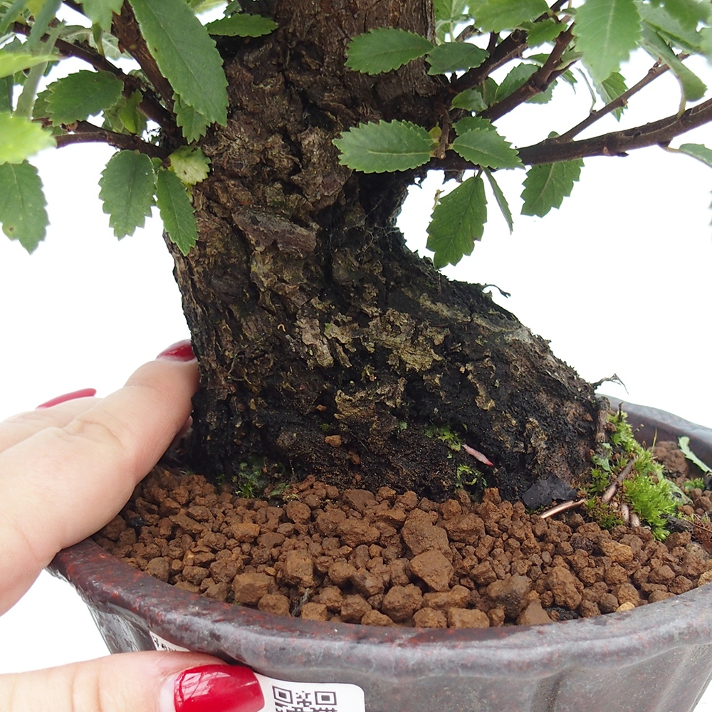Bonsai na zewnątrz - Zelkova - Zelkova serrata