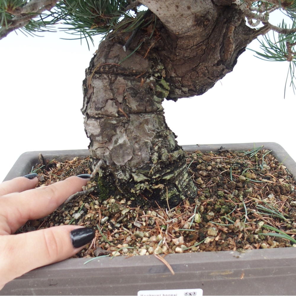 Outdoor bonsai - Pinus parviflora - Mała sosna