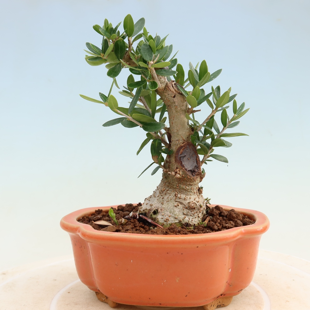 Bonsai do wnętrz - Olea europaea sylvestris