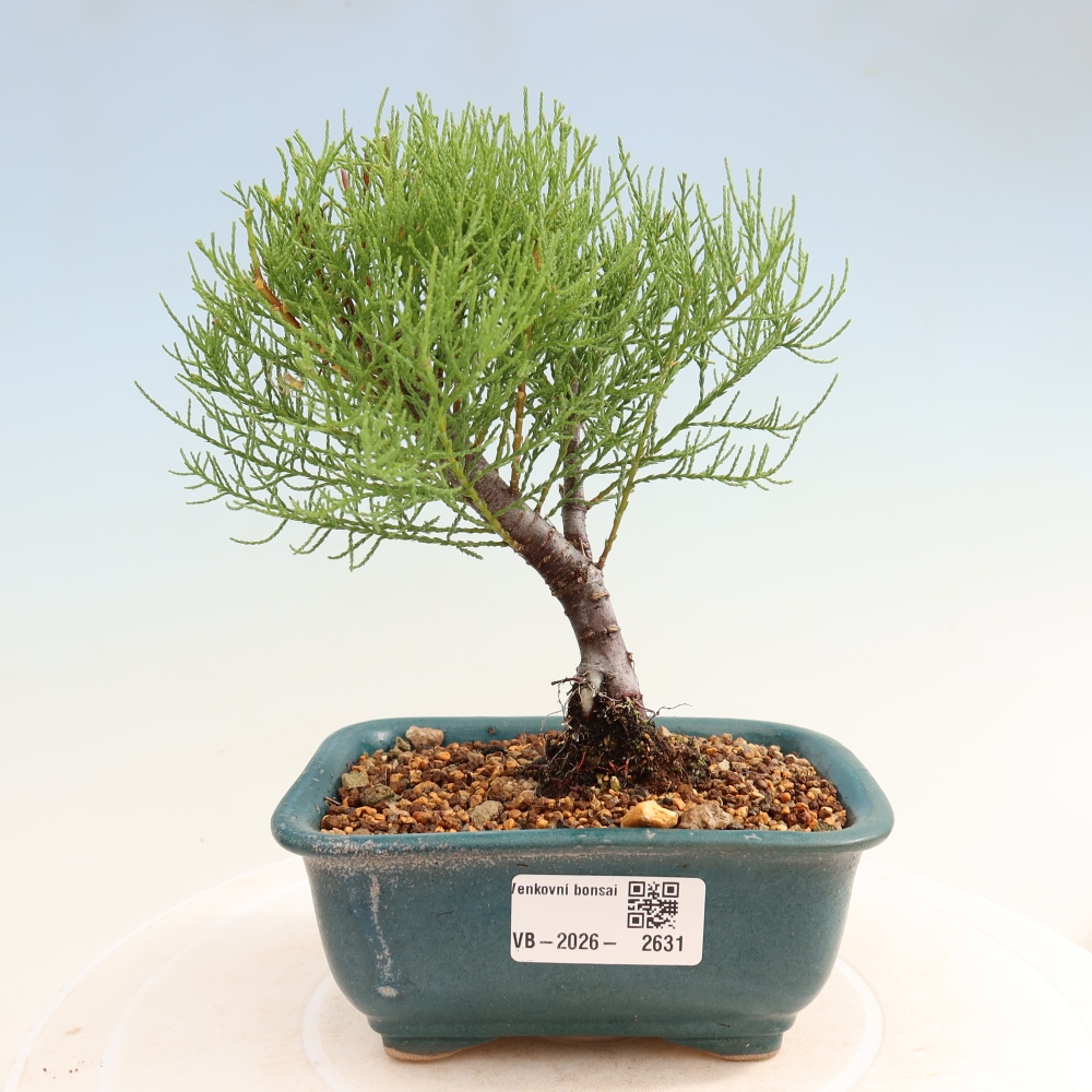 Bonsai ogrodowe – Tamaryszek – Tamarix