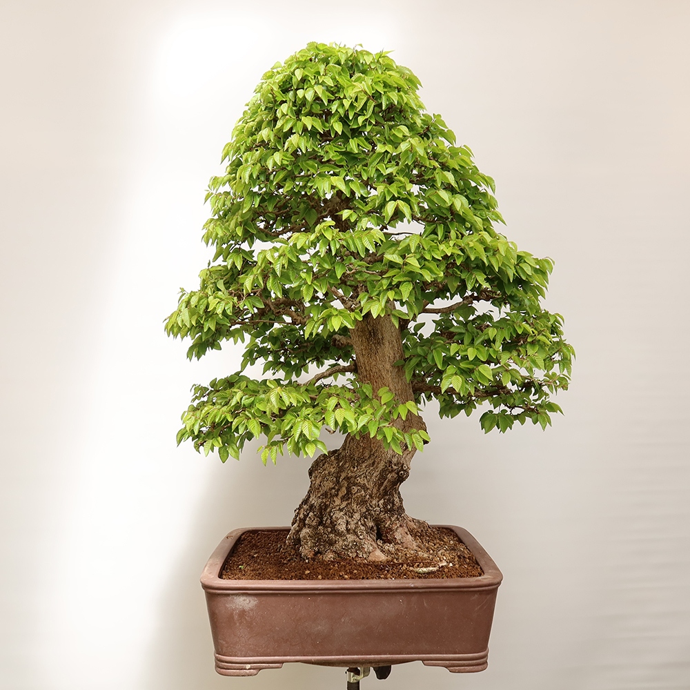Bonsai plenerowe - Carpinus Coreana - grab koreański