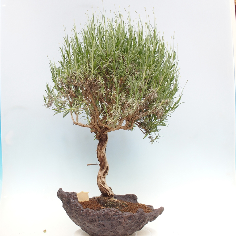 Bonsai ogrodowe - Lavandula - Lawenda