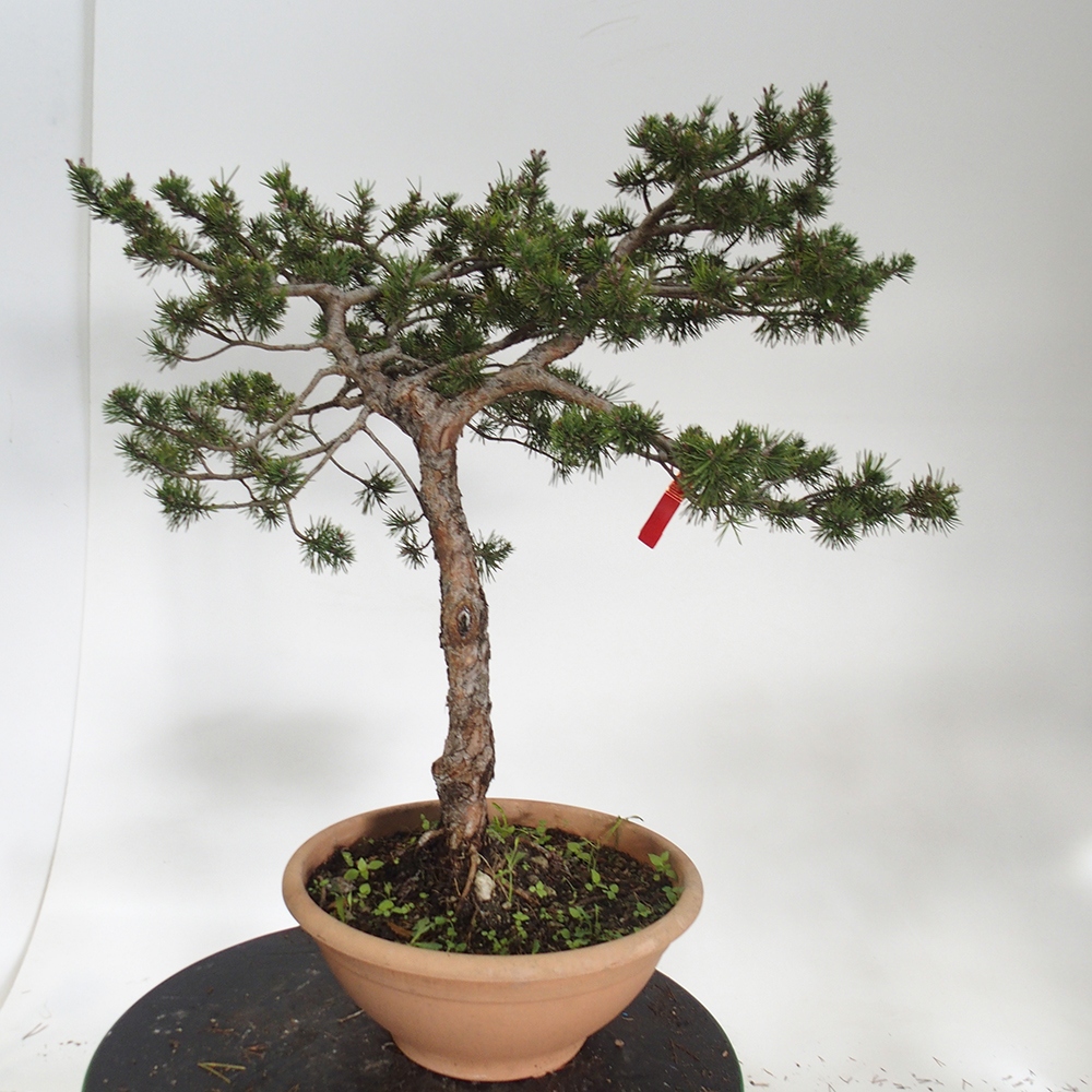 Yamadori - Pinus sylvestris Hiszpania