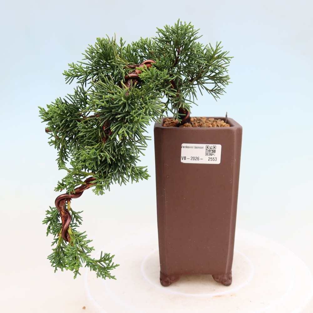 Outdoor bonsai - Juniperus chinensis Kishu