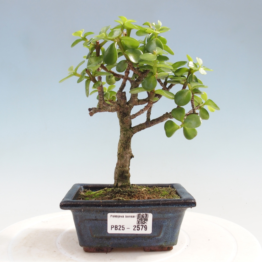 Kryty bonsai - Portulakaria Afra - Tlustice