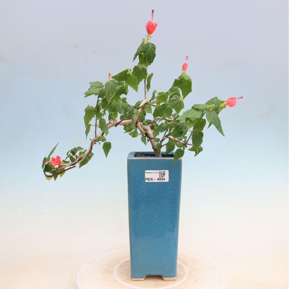 Bonsai domowe - Malvaviscus arboreus