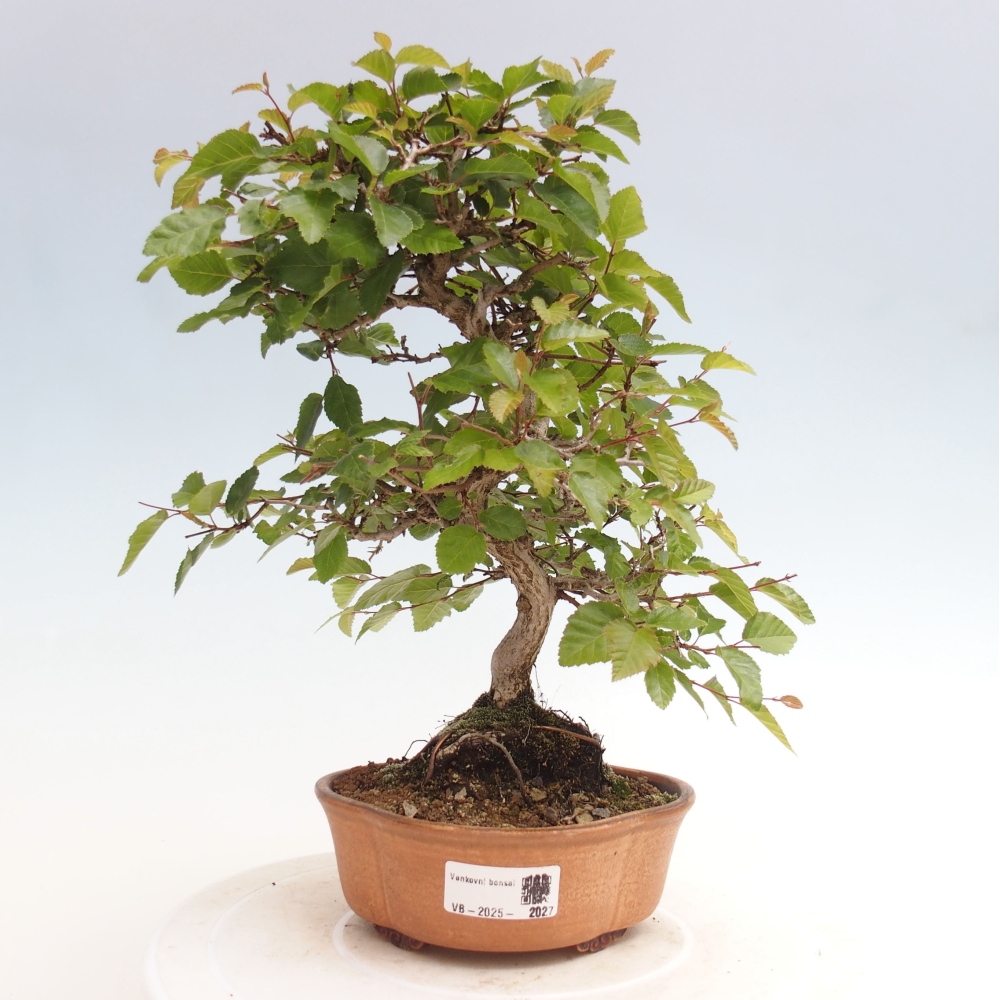 Bonsai zewnętrzne -Carpinus CARPINOIDES - grab koreański