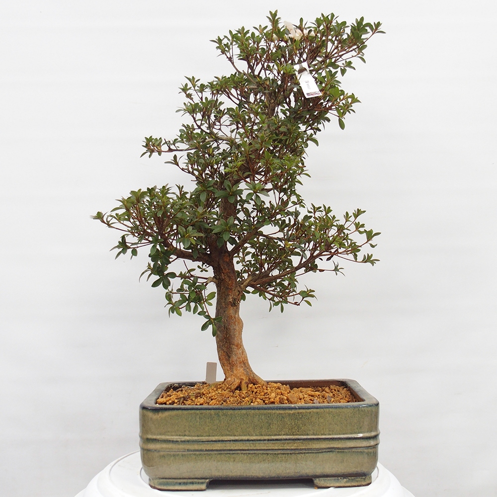Bonsai zewnętrzne - Azalia japońska - Azalia Hanatsuzuri