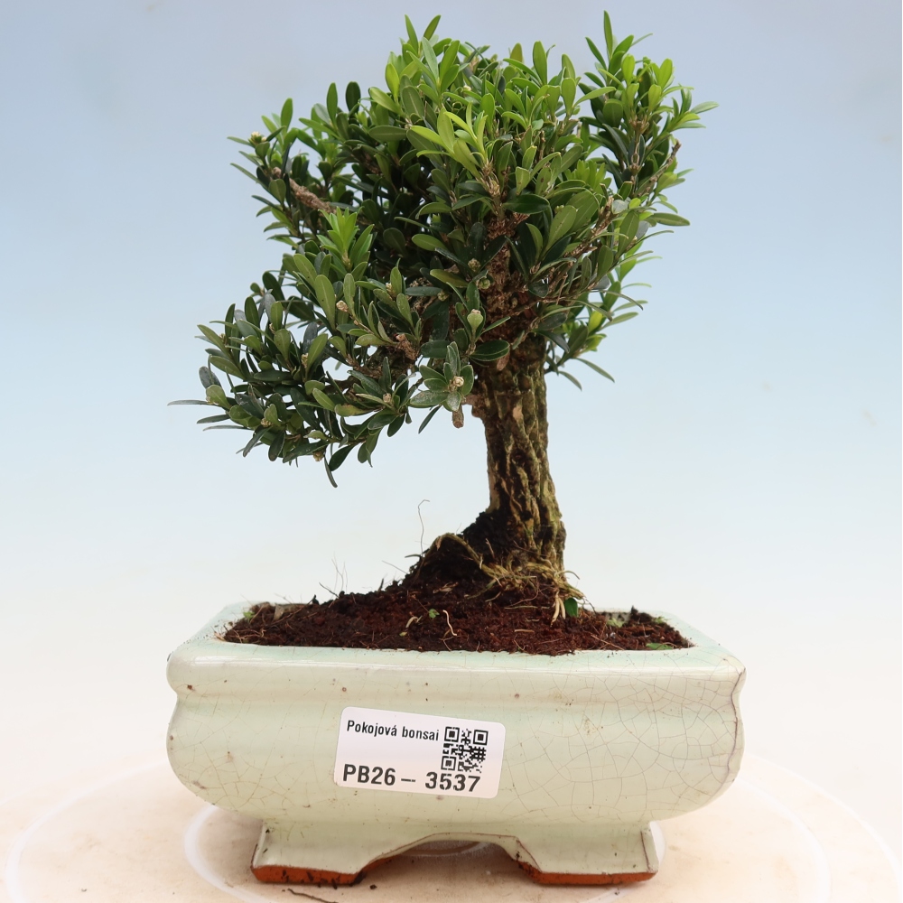Pokój bonsai - Buxus harlandii - buxus korkowy