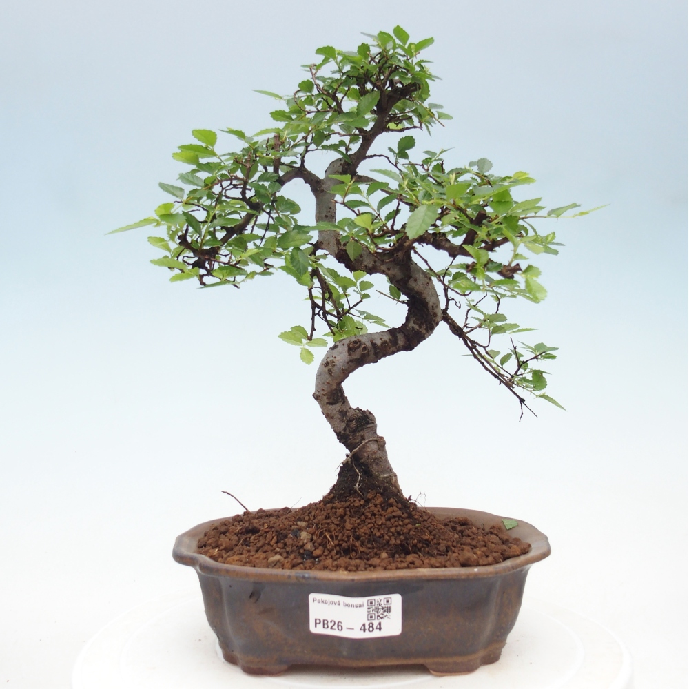 Pokój bonsai - Ulmus parvifolia - Wiąz drobnolistny