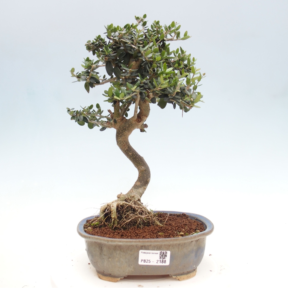 Kryte bonsai - Olea europaea sylvestris - Europejska oliwa z małych liści