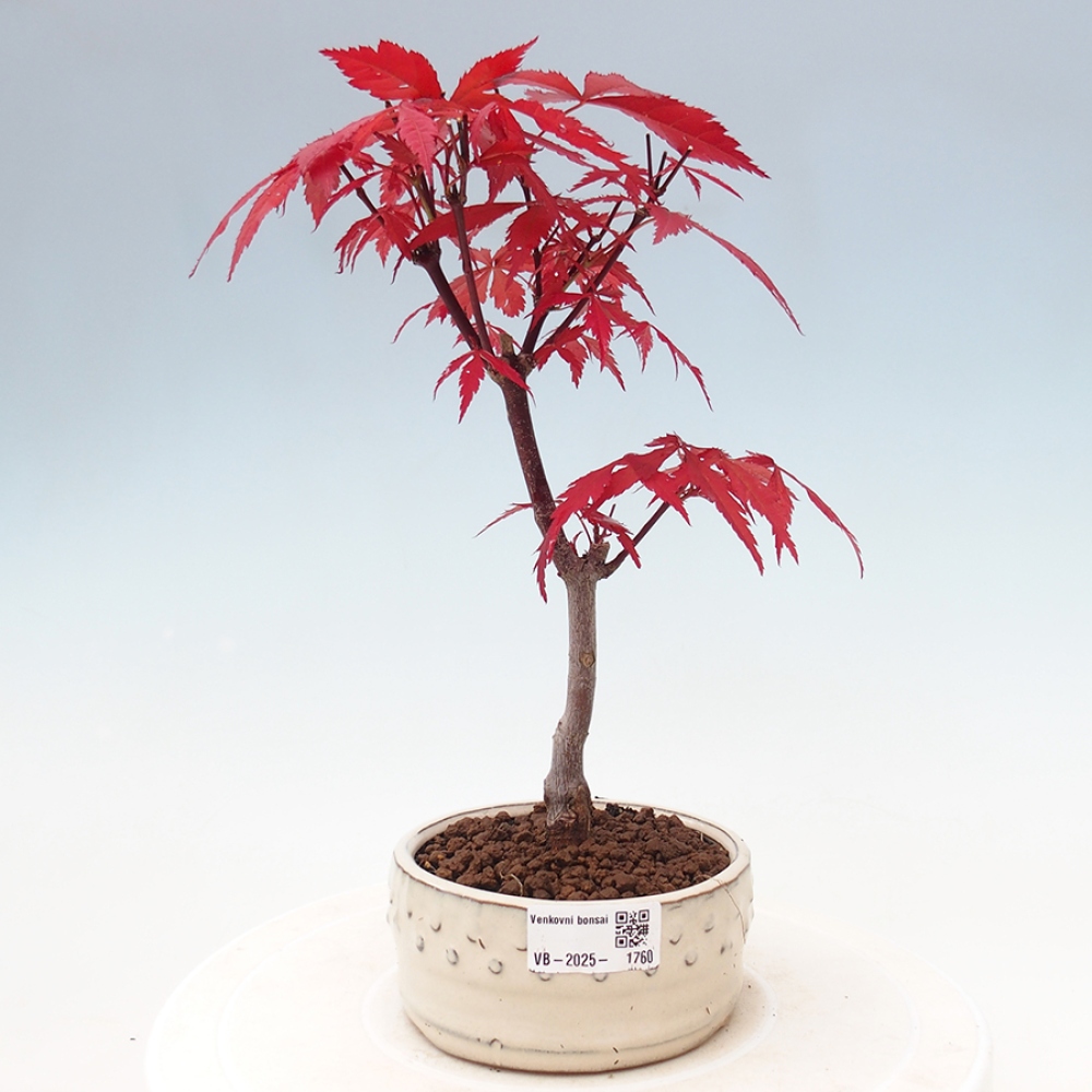Bonsai zewnętrzne - palma Acer. Klon Atropurpureum-Palmleaf