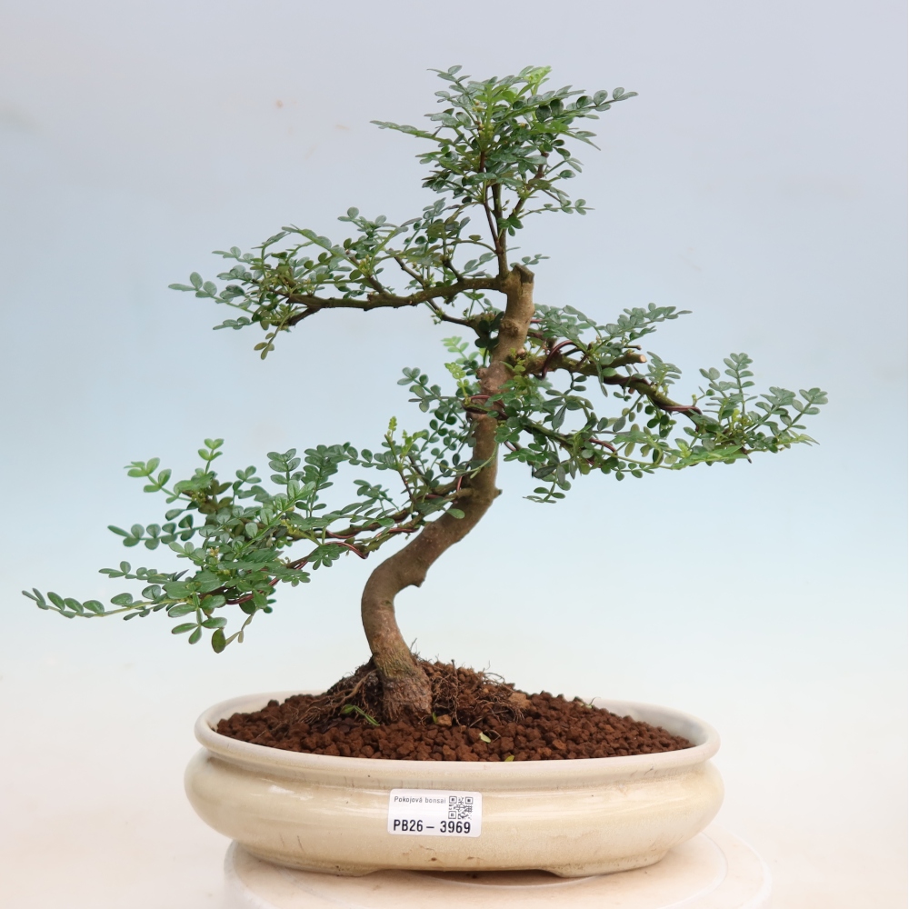 Pokój bonsai - Zantoxylum piperitum - drzewo pieprzowe