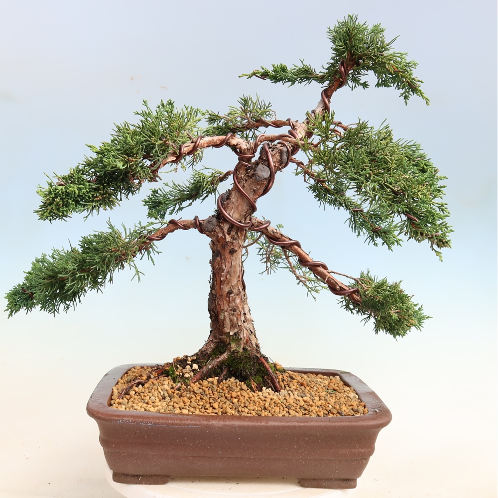 Outdoor bonsai - Juniperus chinensis Kishu