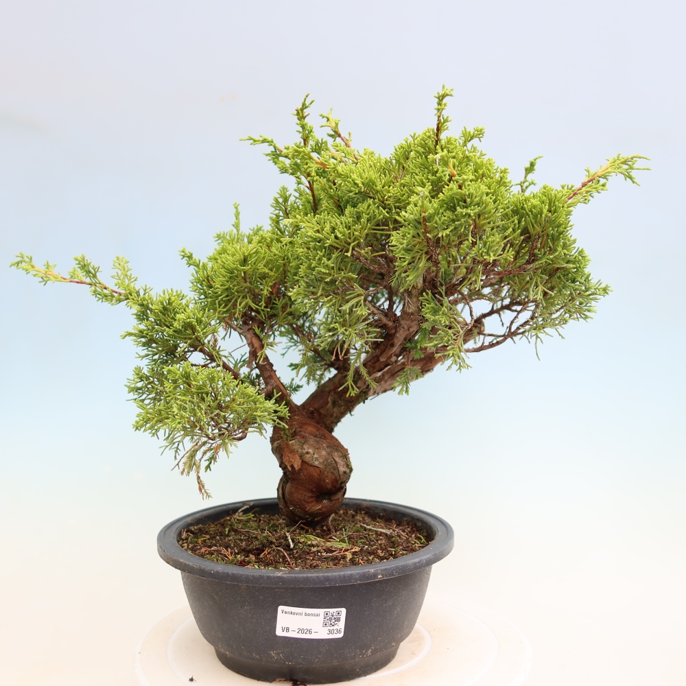 Bonsai ogrodowe – Juniperus chinensis Itoigawa – jałowiec chiński