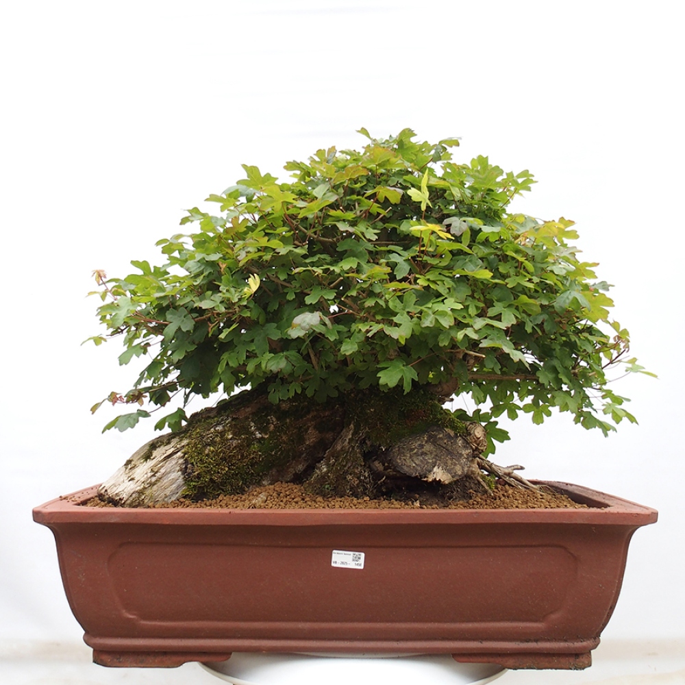 Bonsai zewnętrzne - Klon Francuski - Acer Nonspessulanum
