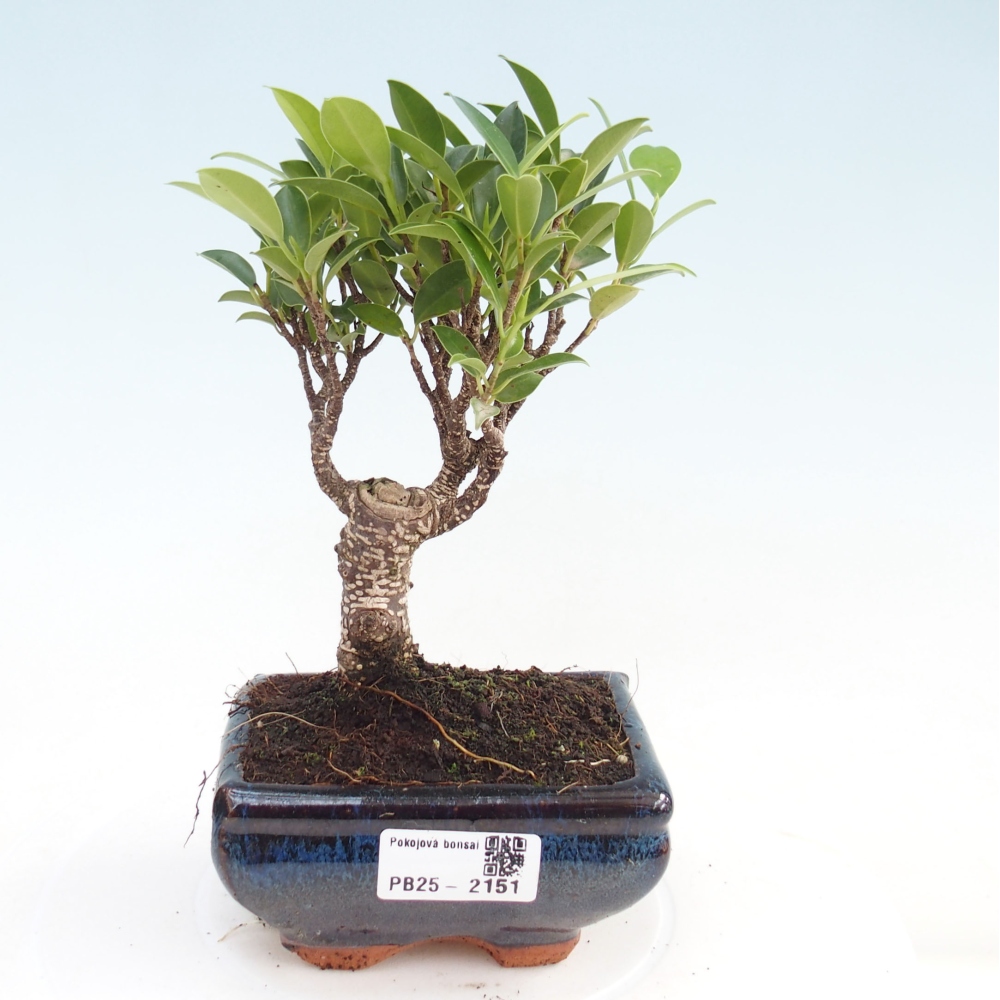 Pokojová bonsai - Ficus retusa - malolistý fíkus