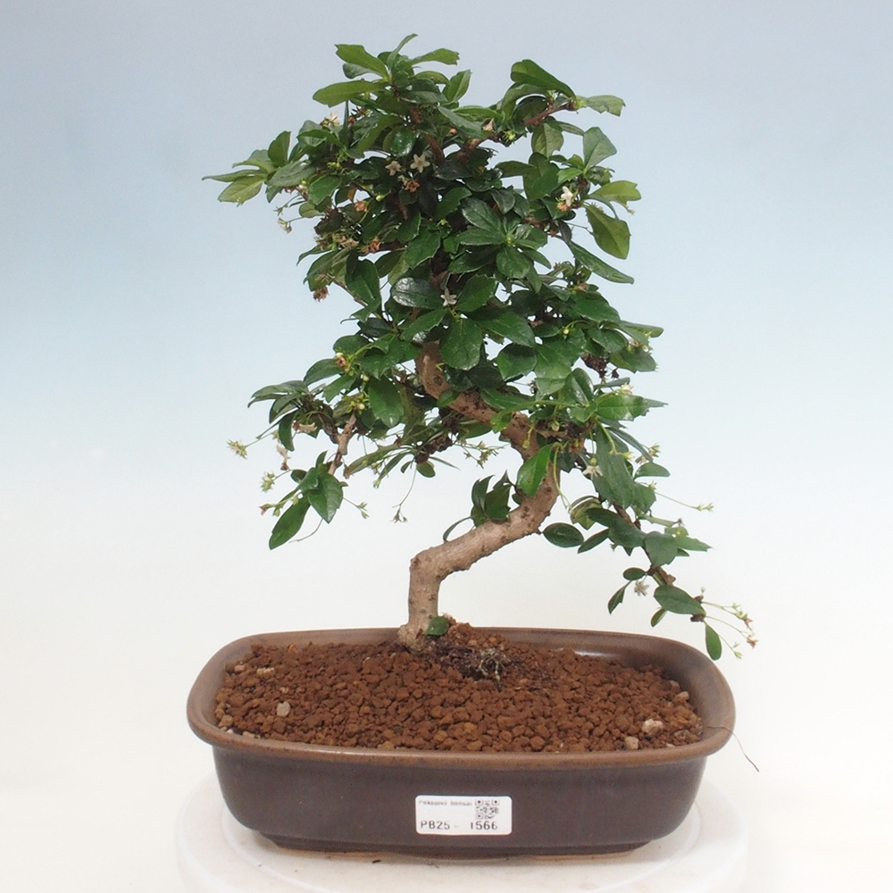 Pokój bonsai - Carmona macrophylla - Tea fuki