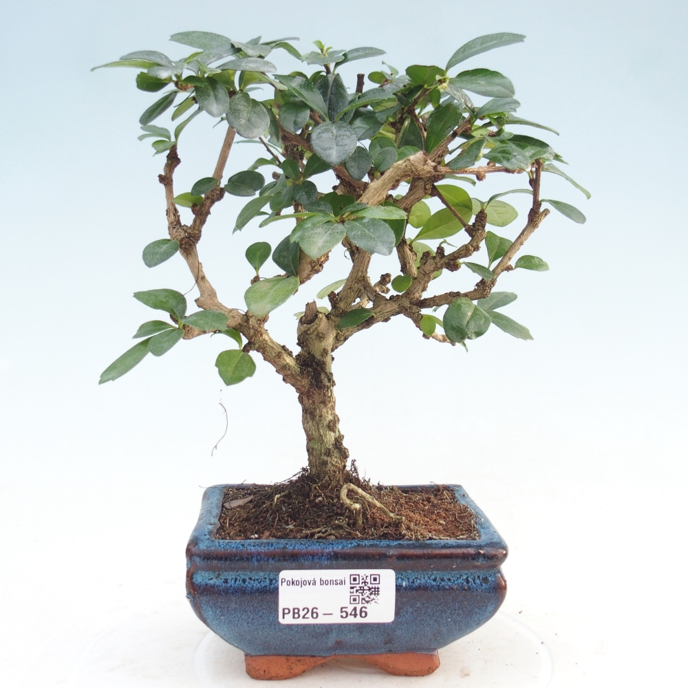 Bonsai wewnętrzne - Carmona makrophylla - Herbata Fuki
