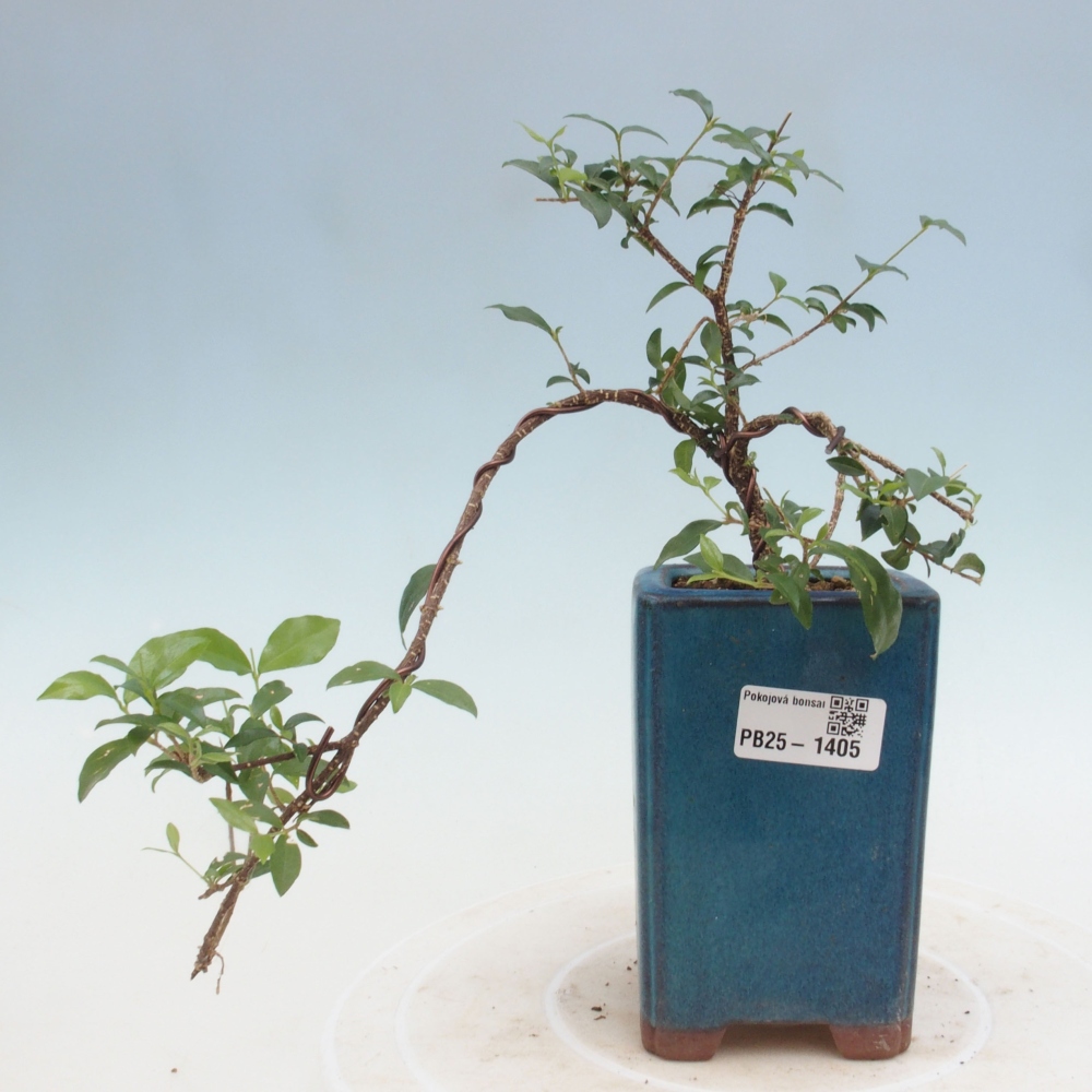 Bonsai pokojowe - Malpighia coccigera - Wiśnia Barbdorska