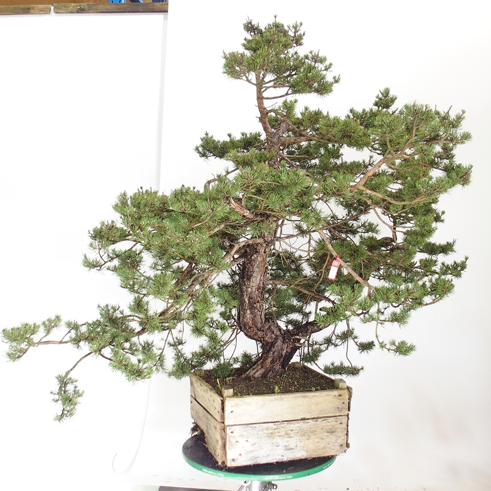 Yamadori - Pinus sylvestris Hiszpania