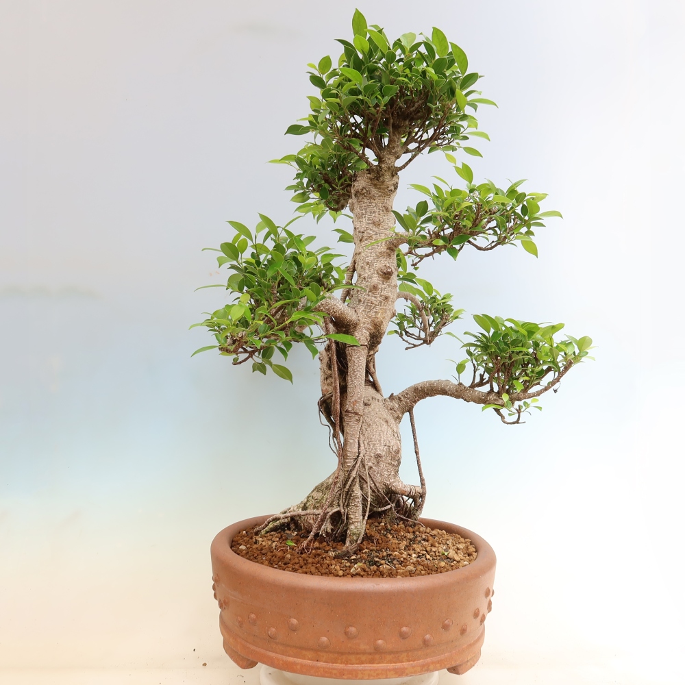 Pokój bonsai - Ficus kimmen - figowiec drobnolistny