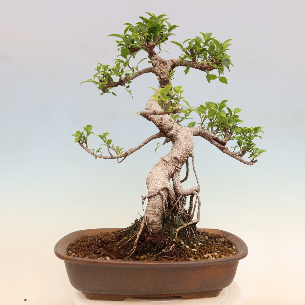Pokój bonsai - Ficus kimmen - figowiec drobnolistny