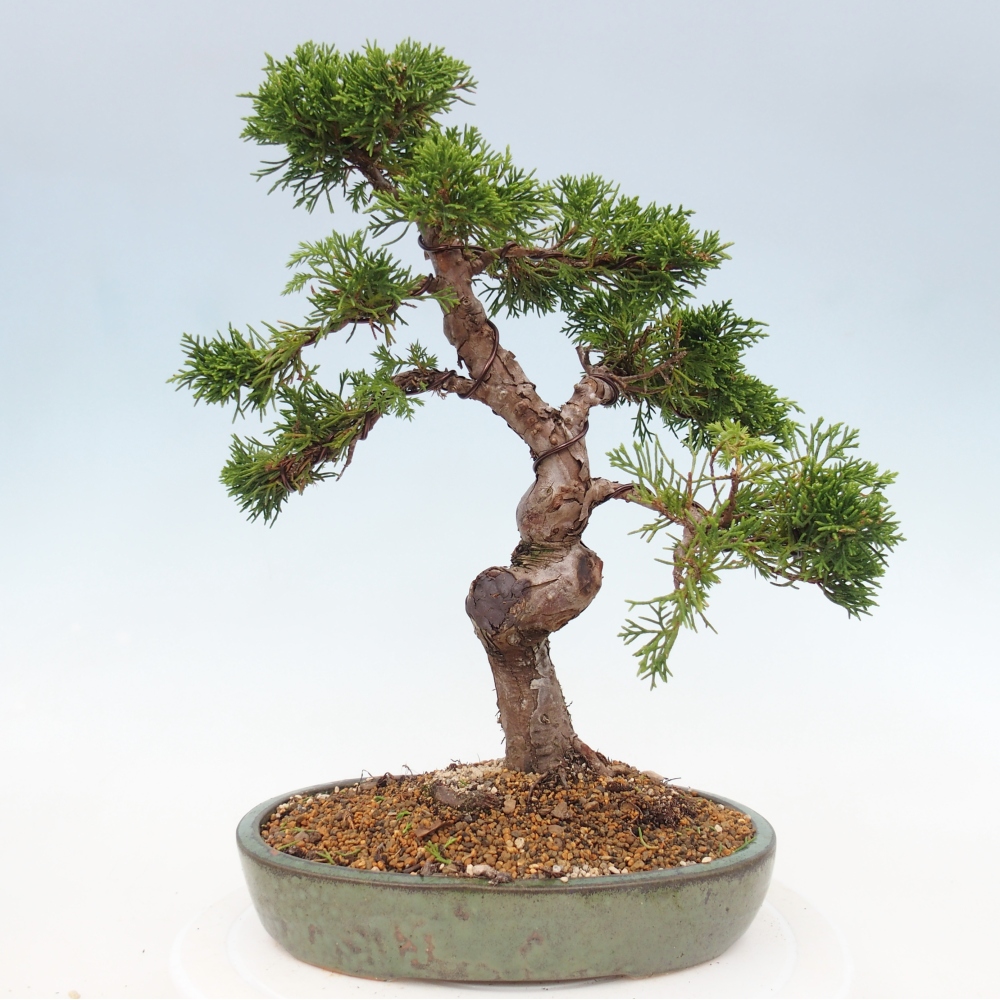 Outdoor bonsai - Juniperus chinensis Itoigawa - Jałowiec chiński