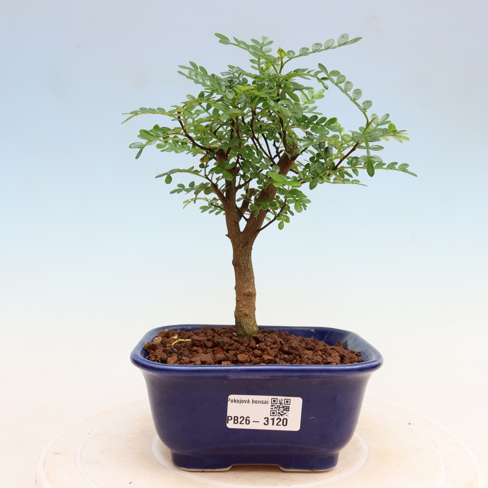 Pokój bonsai - Zantoxylum piperitum - drzewo pieprzowe
