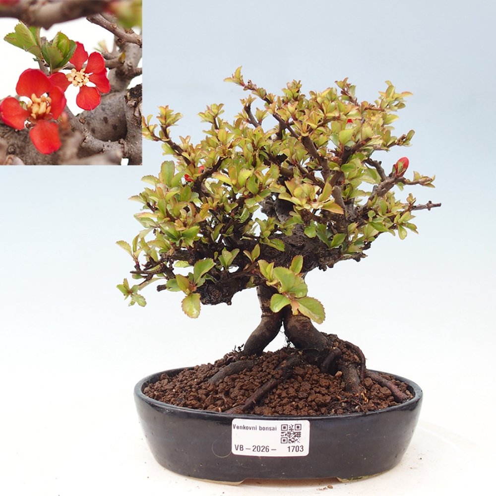 Bonsai zewnętrzne - Chaneomeles speciosa - Pigwa