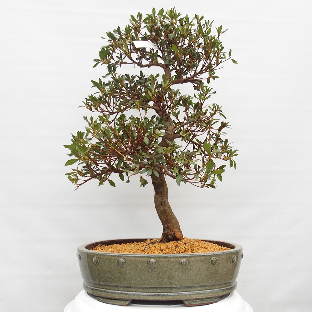 Bonsai zewnętrzne - Azalia japońska - Azalia CHIHIRO