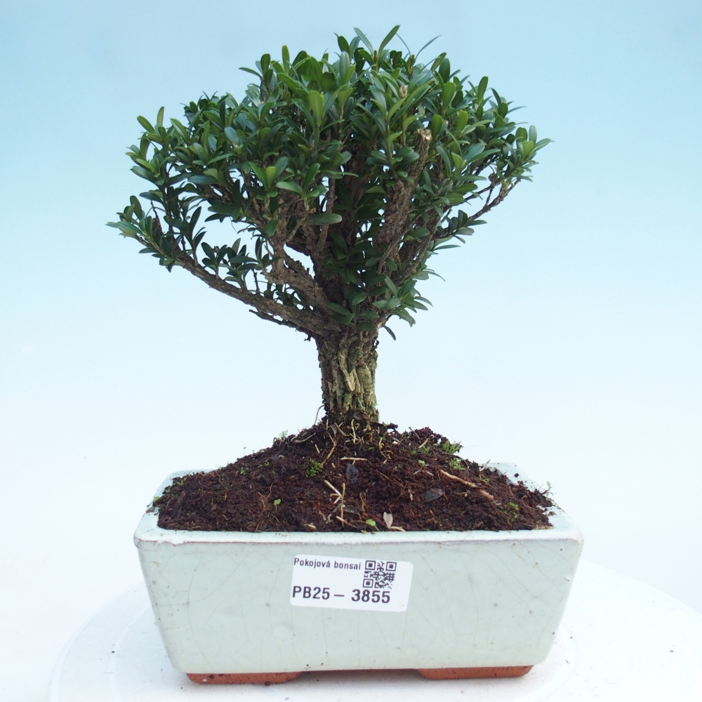 Pokój bonsai - Buxus harlandii - buxus korkowy