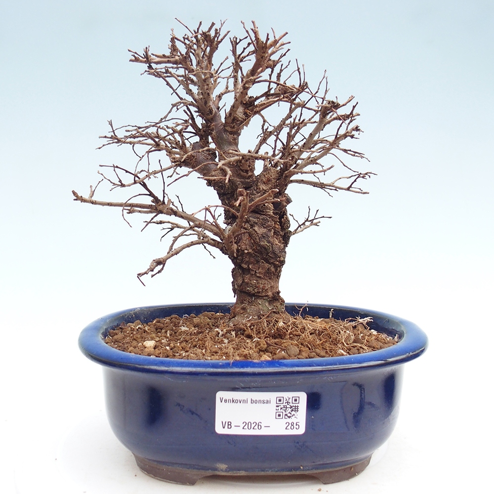 Bonsai zewnętrzne - Zelkova - Zelkova NIRE