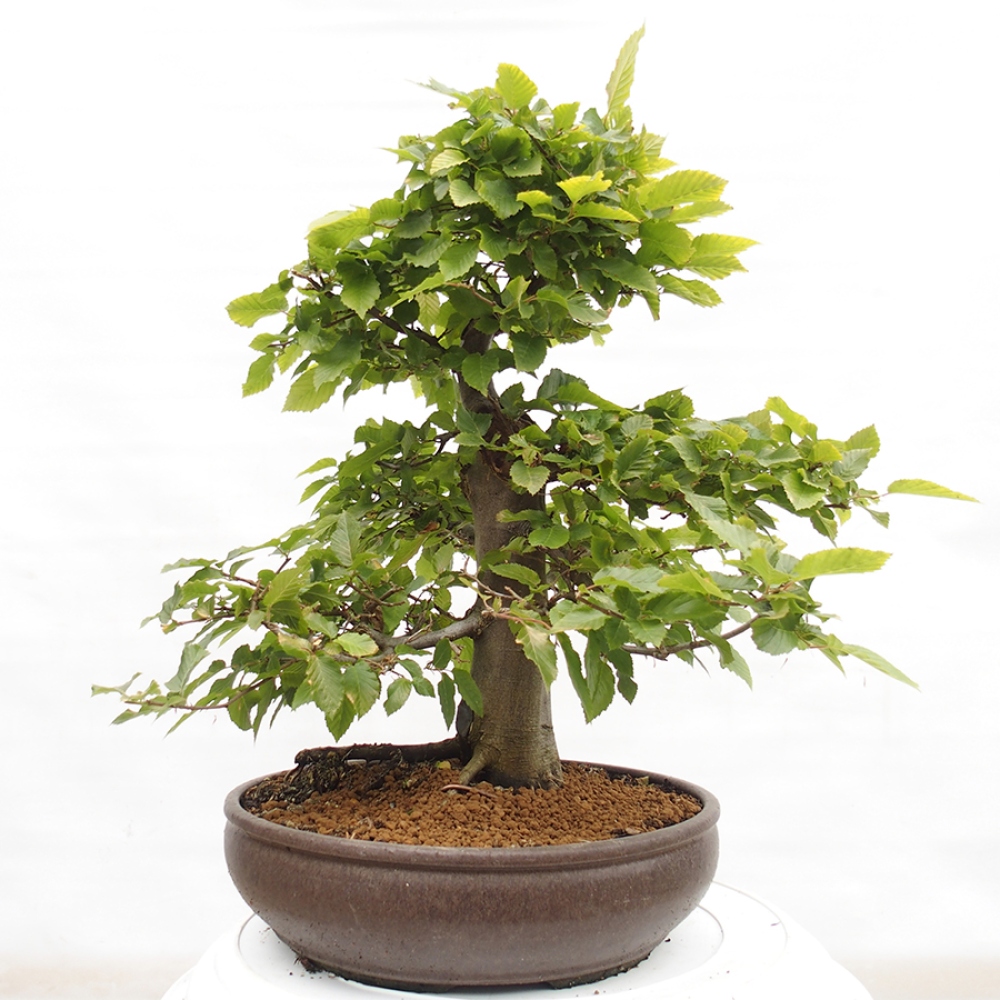 Bonsai zewnętrzne - Grab - Carpinus betulus
