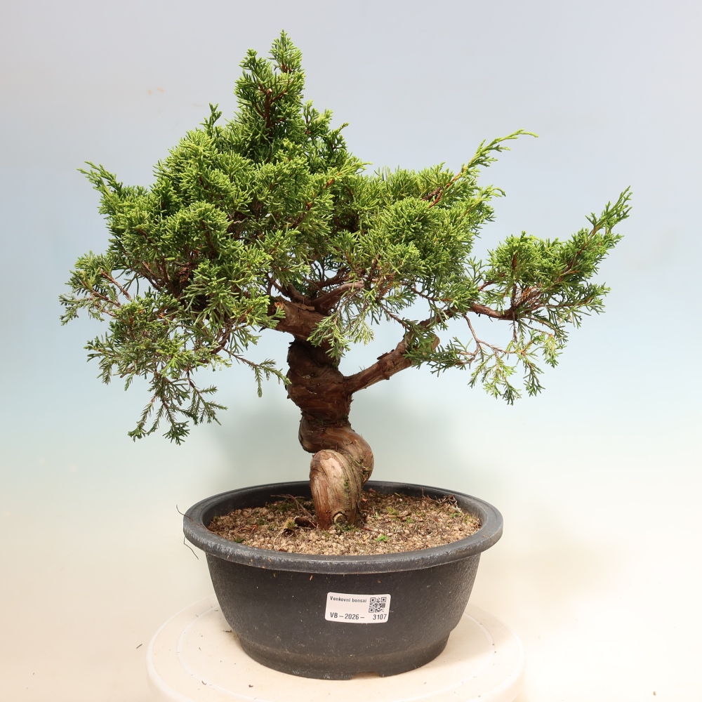 Bonsai ogrodowe – Juniperus chinensis Itoigawa – jałowiec chiński