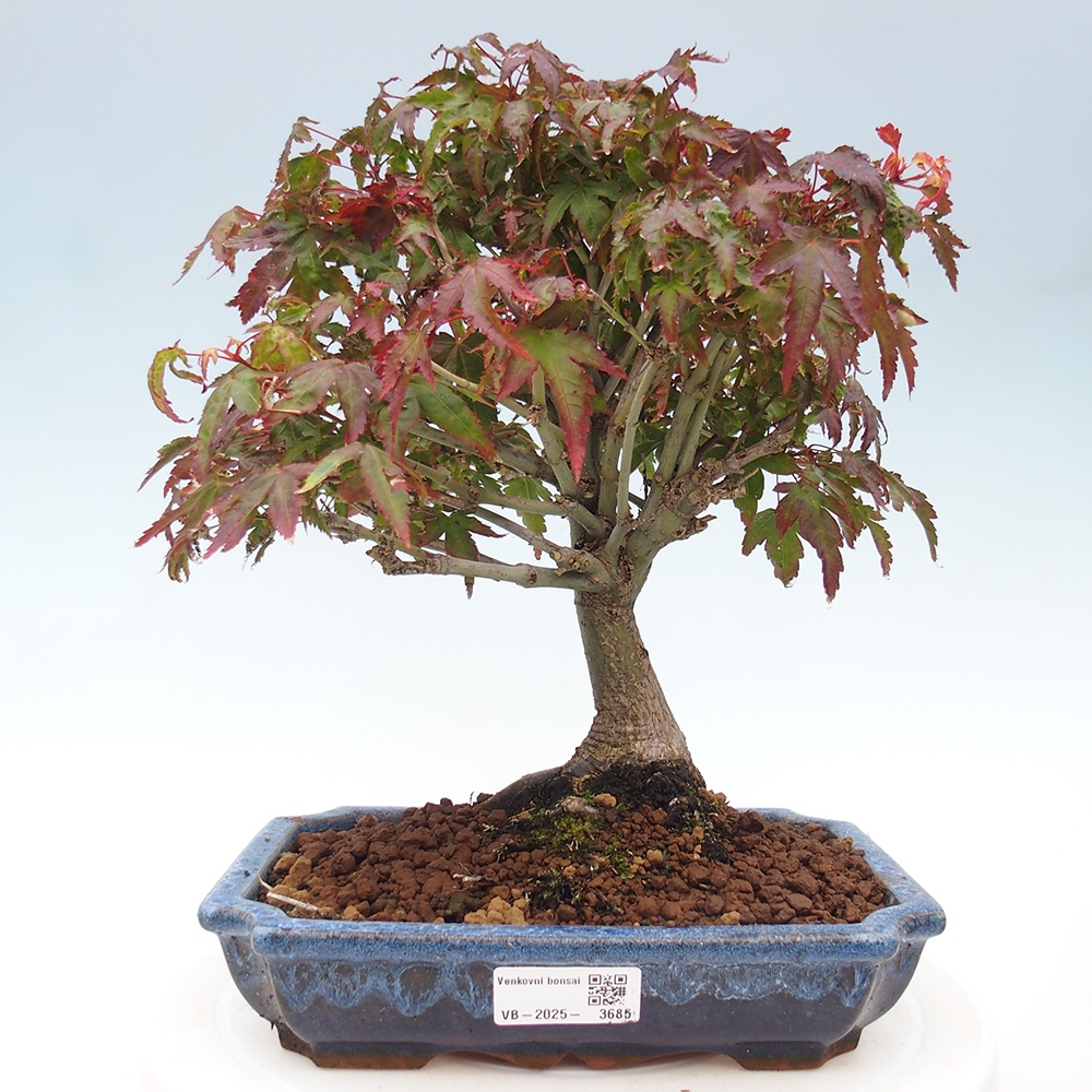 Acer palmatum KIOHIME - klon palmowy