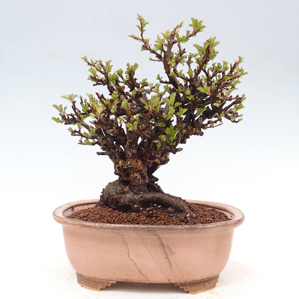 Bonsai zewnętrzne - Chaneomeles speciosa - Pigwa