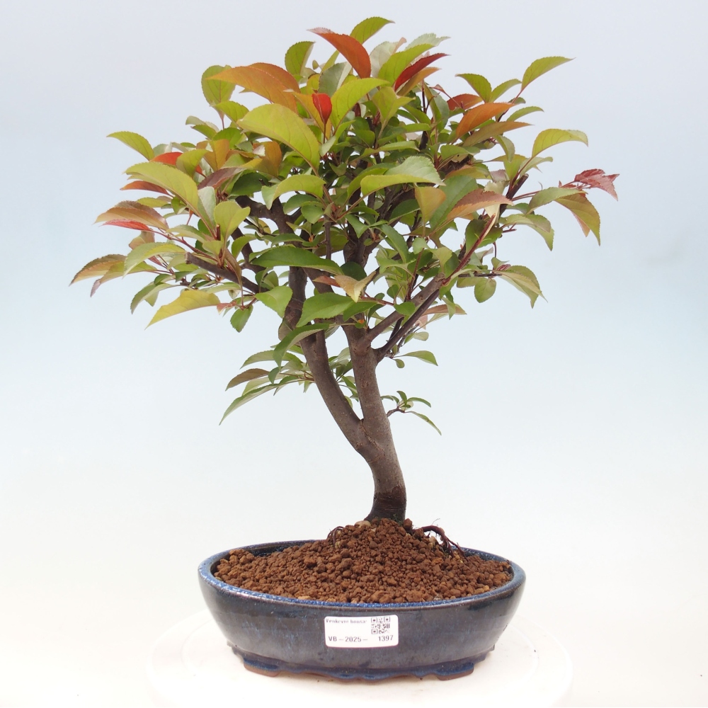 Bonsai zewnętrzne - Malus domowy - Jabłoń czerwonolistna o drobnych owocach